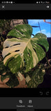 (UG-09)Root in moss 4-6+ leaves- Monstera Delisiosa 'Thai Constellation' Variegated Rare Plant- Get Similar to the picture