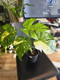 (UG-09)Root in moss 4-6+ leaves- Monstera Delisiosa 'Thai Constellation' Variegated Rare Plant- Get Similar to the picture