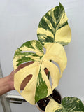 (UG-10)Root in moss top cut 3 leaves- Monstera delisiosa 'Cream Brulee' Variegated Rare Plant- Get Similar to the picture