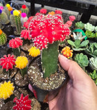 4 pots 2in Pot - Gymnocalycium mihanovichii Red, Orange, Pink, Yellow Cactus Cleistocactus Cactus, beautiful mix - Get 4 similar each color- msg for customize