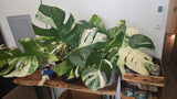 Root in moss 4+ leaves- Monstera Delisiosa 'Albo' Variegated Rare Plant- Get Similar