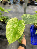 Root in moss 3-4 leaves- Monstera Delisiosa 'Legacy' Variegated Rare Fancy Plant- Get Similar