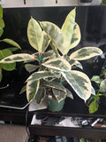 8" Pot - XL size Ficus elastica "Tineke" Variegated Rubber Tree - Get one similar to picture