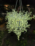 6 inch pot- Curio Radicans very hardy easy care- Succulent hanging plant - Get Similar To Picture