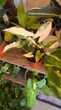 4 inch Pot -Syngonium Podophyllum Albo Halfmoon-Variegatum -Get Similar