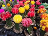 4 pots 2in Pot - Gymnocalycium mihanovichii Red, Orange, Pink, Yellow Cactus Cleistocactus Cactus, beautiful mix - Get 4 similar each color- msg for customize