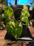 (UG-05)Root in moss 4+ leaves- Monstera Delisiosa 'Aurea' Variegated Rare Plant- Get Similar to the picture