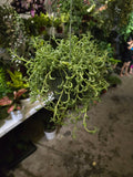 6 inch pot- Curio Radicans very hardy easy care- Succulent hanging plant - Get Similar To Picture