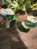 Root in moss 4+ leaves- Monstera Delisiosa 'Albo' Variegated Rare Plant- Get Similar