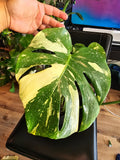 (UG-09)Root in moss 4-6+ leaves- Monstera Delisiosa 'Thai Constellation' Variegated Rare Plant- Get Similar to the picture