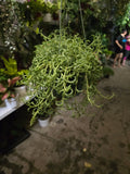 6 inch pot- Curio Radicans very hardy easy care- Succulent hanging plant - Get Similar To Picture