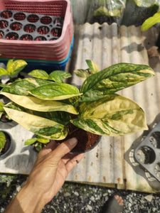 (UG-08)Root in moss 4-5+ leaves- Monstera Peru Variegated Rare Plant- Get Similar to the picture