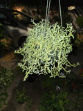 6 inch pot- Curio Radicans very hardy easy care- Succulent hanging plant - Get Similar To Picture