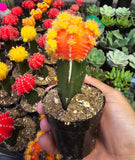 4 pots 2in Pot - Gymnocalycium mihanovichii Red, Orange, Pink, Yellow Cactus Cleistocactus Cactus, beautiful mix - Get 4 similar each color- msg for customize