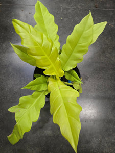 6 inch Pot- Philodendron  'Golden Crocodile' Beautiful Plant indoor outdoor- Get Similar