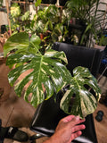 (UG-09)Root in moss 4-6+ leaves- Monstera Delisiosa 'Thai Constellation' Variegated Rare Plant- Get Similar to the picture