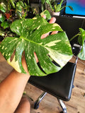 (UG-09)Root in moss 4-6+ leaves- Monstera Delisiosa 'Thai Constellation' Variegated Rare Plant- Get Similar to the picture