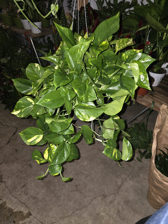 6 inch Pot- XL Golden Pothos hanging plant Elegant Air Purifier Big Bushy plant- Get similar to picture