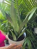 8in Pot -  Sansevieria, Moonshine, Snake Plant, Live House Plant- Air Purifier- Feet Tall- Get similar