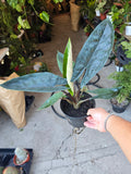 6 inch pot - Alocasia Scalprum - Get Similar