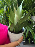 8in Pot -  Sansevieria, Moonshine, Snake Plant, Live House Plant- Air Purifier- Feet Tall- Get similar