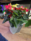 Noche buena Poinsettia Red Glitter, Christmas gifts, 6 inch pot- Get Similar