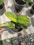 (UG-08)Root in moss 4-5+ leaves- Monstera Peru Variegated Rare Plant- Get Similar to the picture