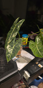 Alocasia 'Frydek' Variegated Exact Plant Rare Plant- Root In Moss, Picture Nov 9, 2024