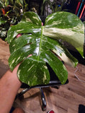 (UG-09)Root in moss 4-6+ leaves- Monstera Delisiosa 'Thai Constellation' Variegated Rare Plant- Get Similar to the picture