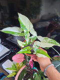 4 inch Pot -Syngonium Podophyllum Albo Halfmoon-Variegatum -Get Similar