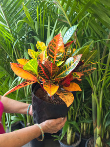 8in  Pot - Croton, Petra - Codiaeum variegatum 'Petra' Easy care outdoor and indoor bright light - Get similar