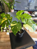 (UG-09)Root in moss 4-6+ leaves- Monstera Delisiosa 'Thai Constellation' Variegated Rare Plant- Get Similar to the picture