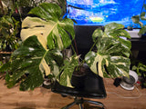 (UG-09)Root in moss 4-6+ leaves- Monstera Delisiosa 'Thai Constellation' Variegated Rare Plant- Get Similar to the picture